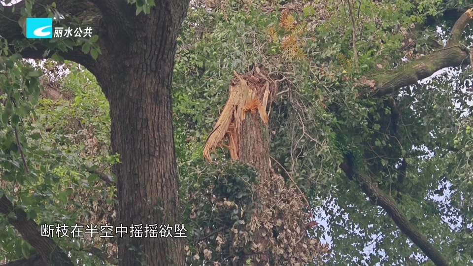 老白帮忙团 有事我帮忙：百年古树断枝悬空 抢抓台风来临前完成排险