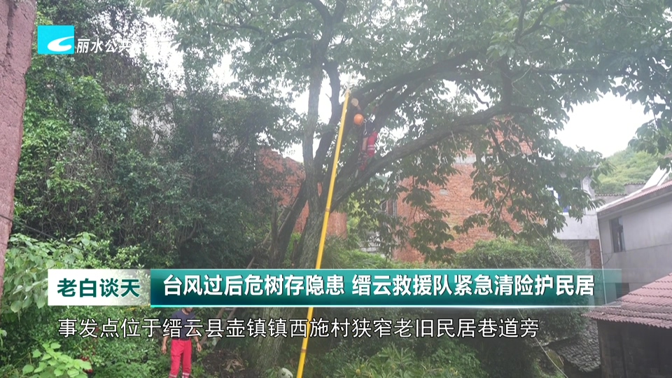 台风过后危树存隐患 缙云救援队紧急清险护民居