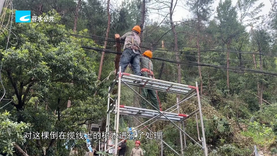 老白帮忙团 有事我帮忙:台风过后树断柱倒 部门及时处置解决居民烦恼