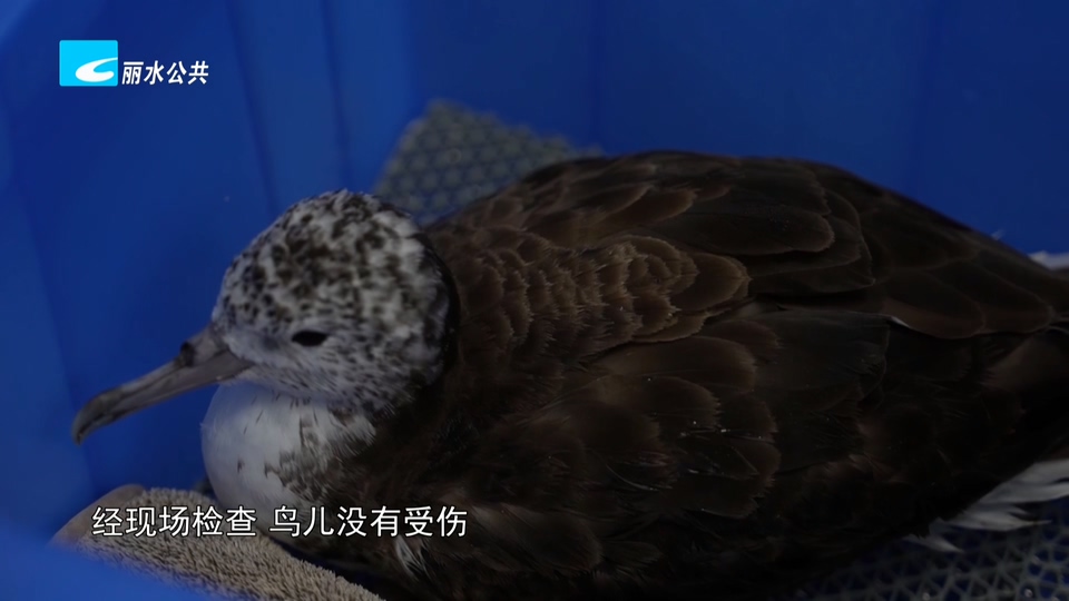 接力守护 两只近危白额鹱成功救助放飞归海