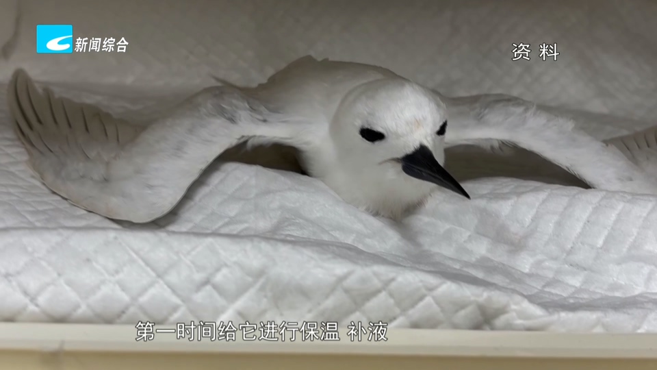 33天暖心守护 危重白燕鸥重返大海