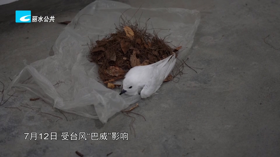 33天暖心守护 危重白燕鸥重返大海
