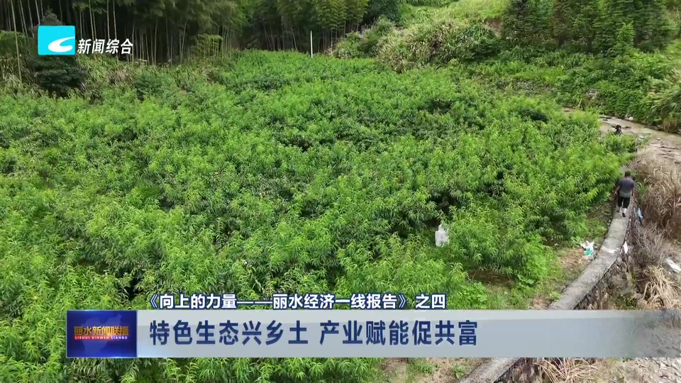 《向上的力量——丽水经济一线报告》之四:特色生态兴乡土 产业赋能促共富