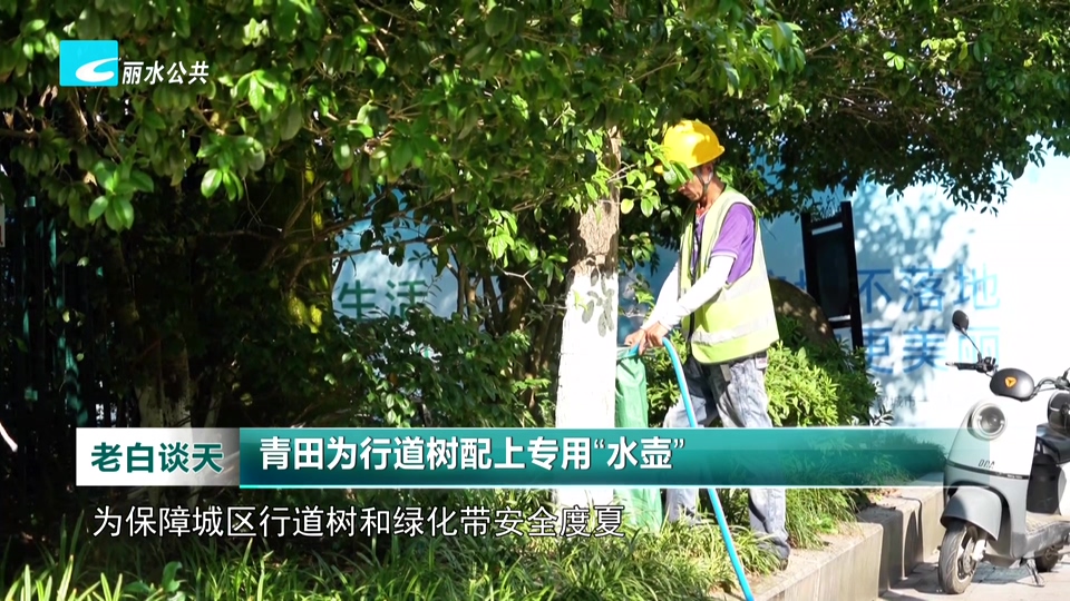 青田为行道树配上专用“水壶”