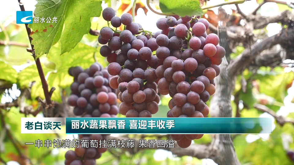 丽水蔬果飘香 喜迎丰收季