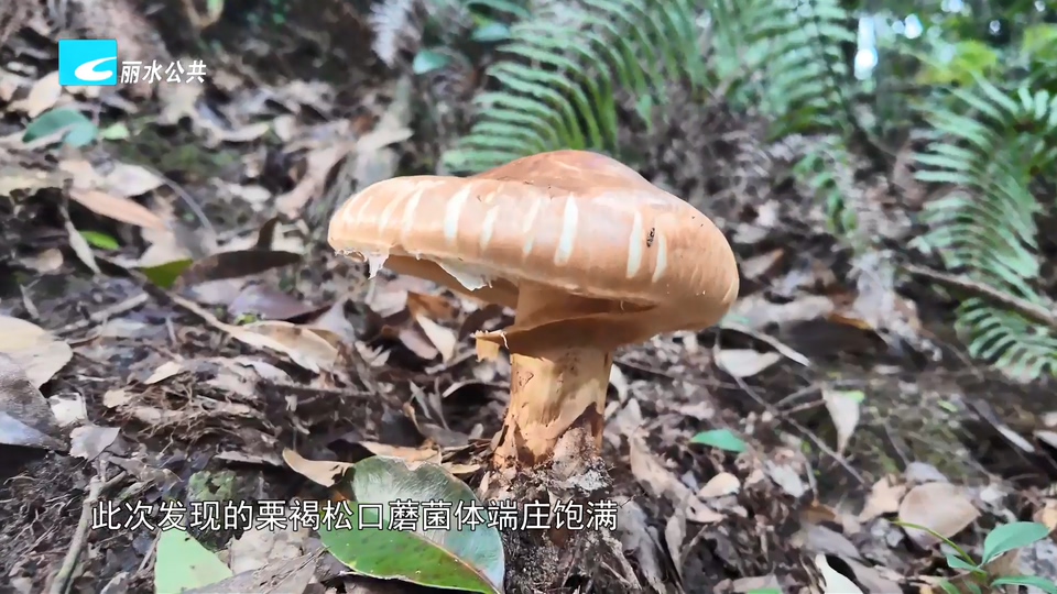罕见！百山祖发现野生珍稀菌种栗褐松口蘑