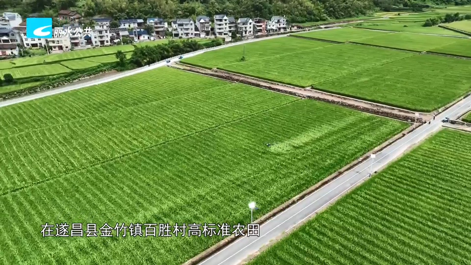 遂昌无人机赶花技术拓展跨省合作