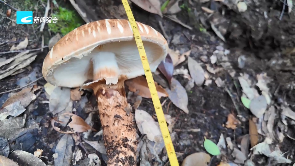 联播快讯丨百山祖首现珍稀野生菌种——栗褐松口蘑