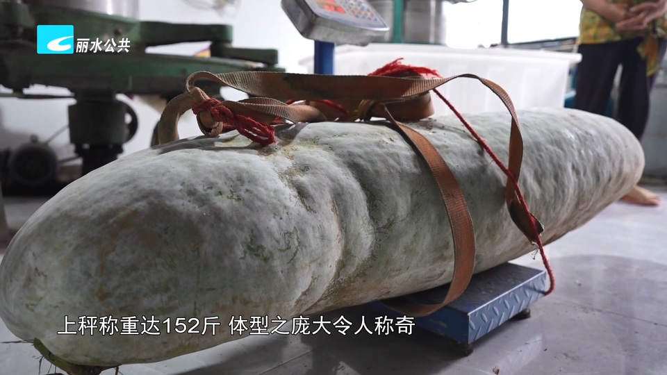松阳七旬老农种出152斤巨型冬瓜