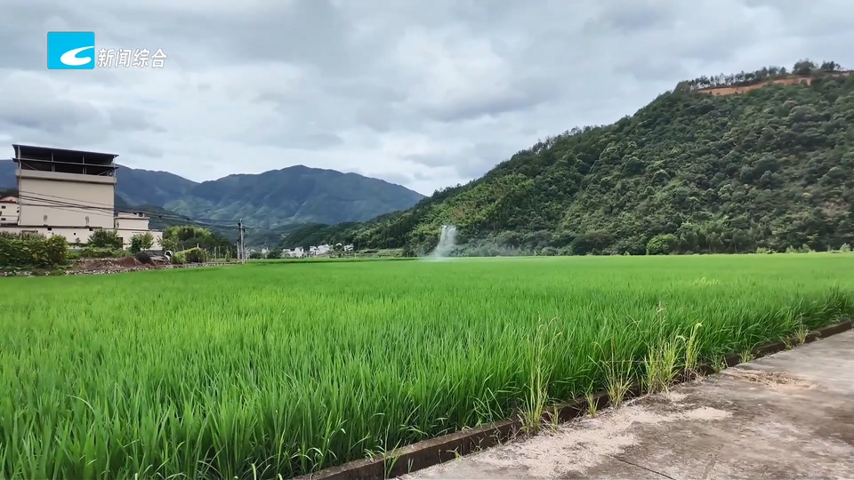 水稻病虫害高发 科技赋能“虫口夺粮”