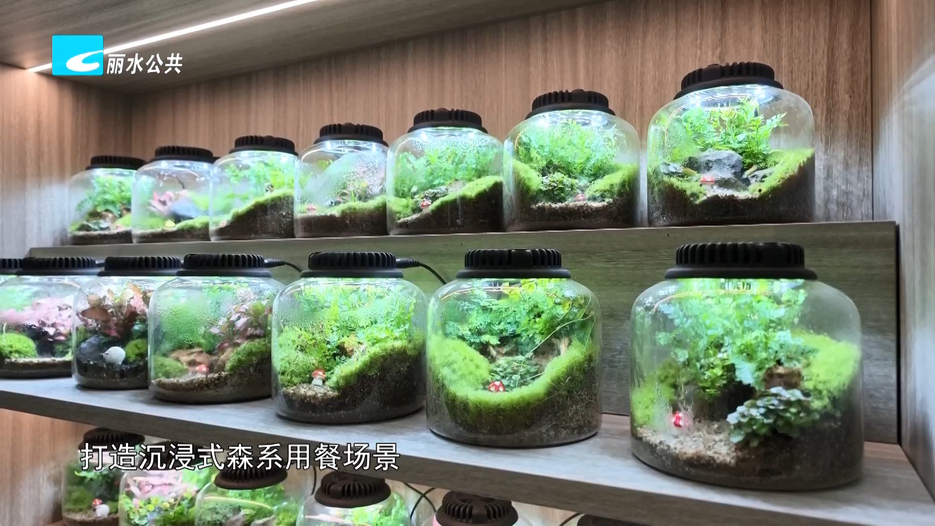 莲都：“苔藓 + 碧湖黑猪”解锁山货进城新玩法
