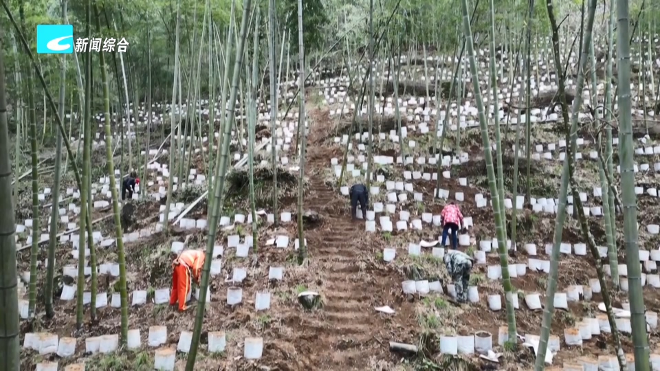 山区高质量发展的丽水探索丨聚焦全链条发展 我市多地做强特色中药材产业