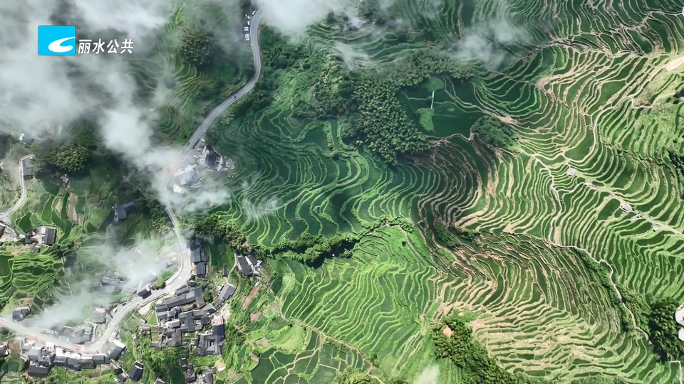 奋斗实干 担当争先·在主战场建功立业丨荒山复耕绘锦绣 云和梯田焕新机