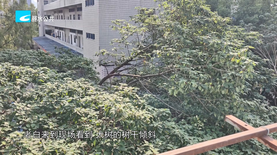 老白帮忙团 有事我帮忙:倒伏大树多日悬屋顶 管护责任究竟谁来担