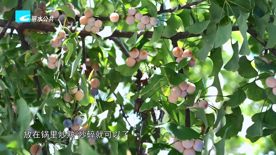 银杏果进入成熟季 园林部门提醒不要乱食用