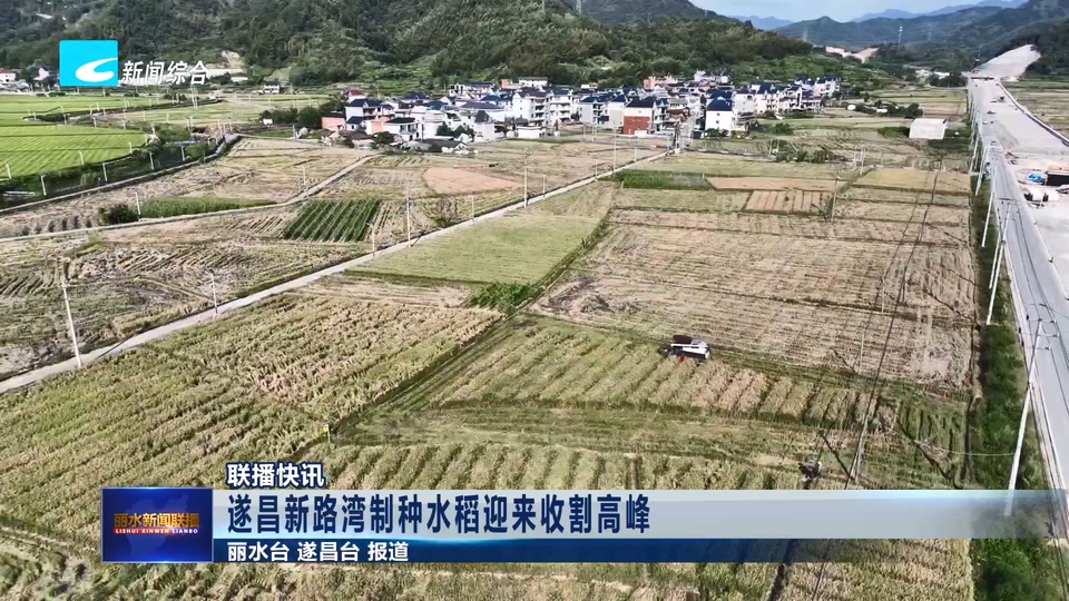 联播快讯丨遂昌新路湾制种水稻迎来收割高峰