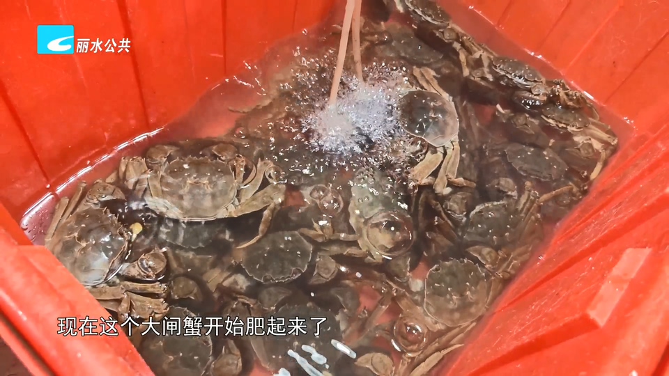 大闸蟹陆续进入市场 味道虽好需适量食用