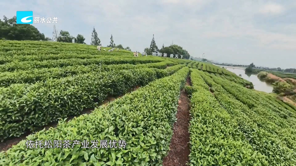 丽水面孔丨从直播间到炒茶锅：00后姑娘的“茶香”新赛道