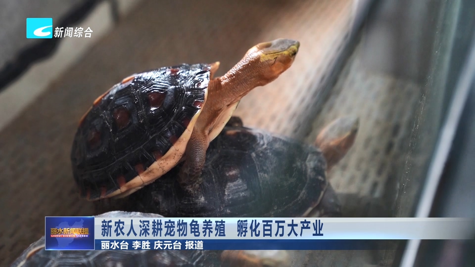 新农人深耕宠物龟养殖 孵化百万大产业