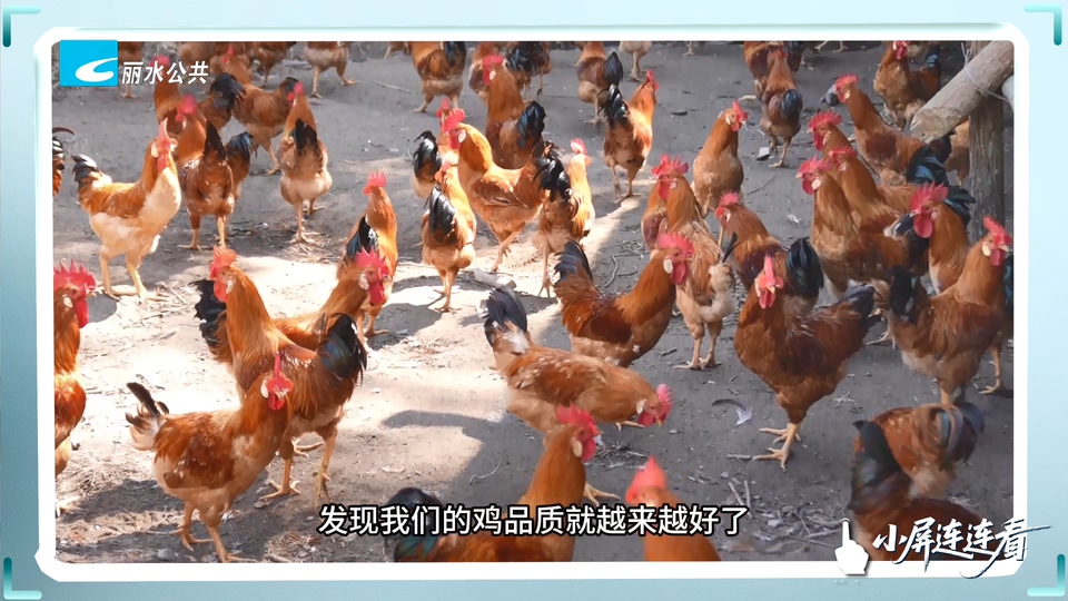 小屏连连看丨尝鲜！吃黄精长大的鸡