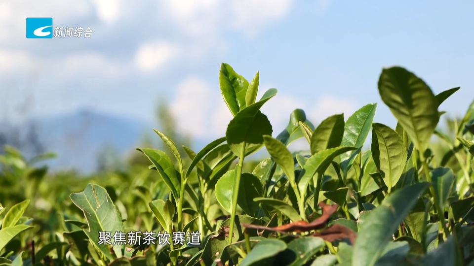 山区高质量发展的丽水探索丨遂昌:新茶饮激活夏秋茶 全链条打开产业新空间