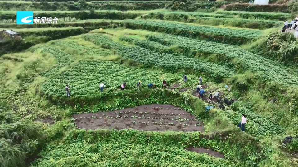 深耕“一县一品” 做实“土特产富”丨遂昌:全链发力做大甘薯产业 生态沃土铺就共富路