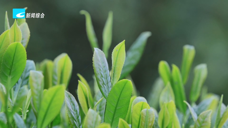 联播快讯丨龙泉红茶两项团体标准发布实施