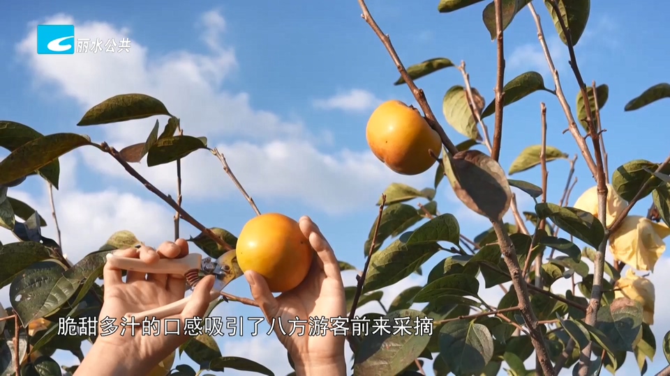 缙云太秋甜柿采摘尝鲜正当时