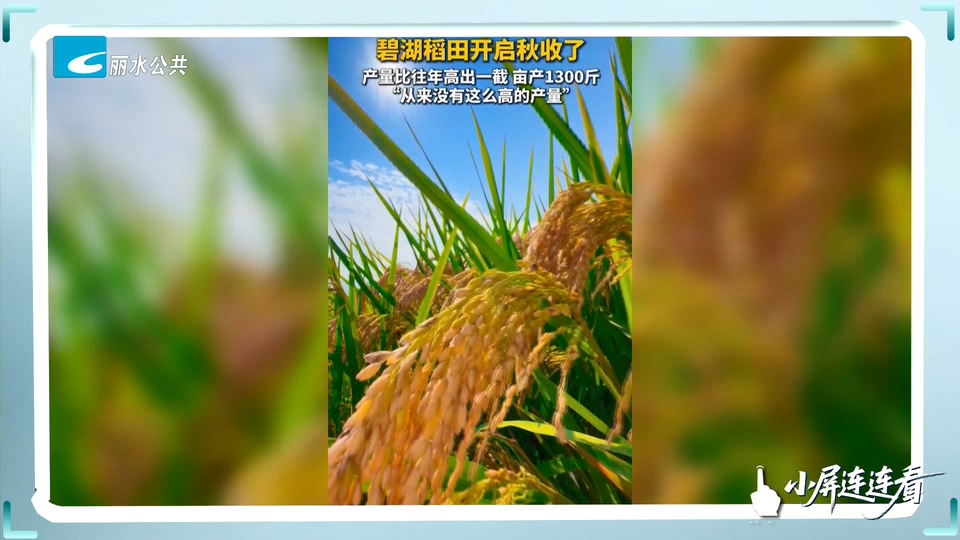 小屏连连看丨碧湖稻田开镰