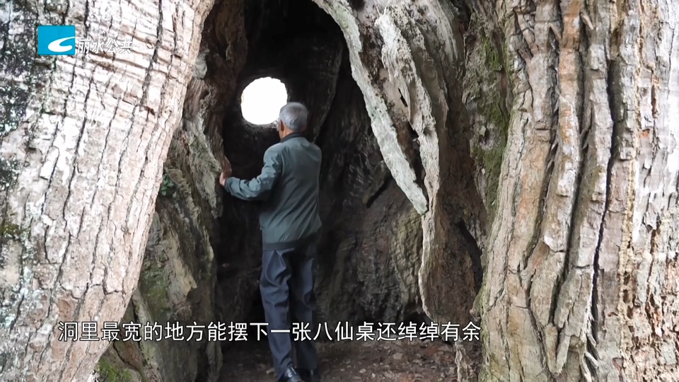 遂昌：小山村拆房让树 守护“绿色活化石”