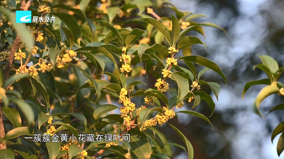 我市各地迎来桂花盛放期