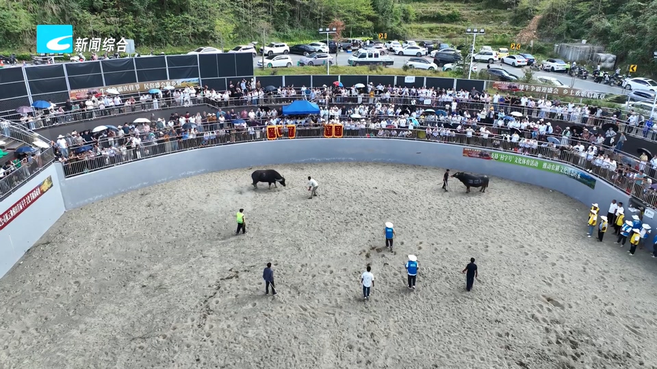 云和梯田十八村“牛王”争锋首秀 斗牛民俗变身景区旅游新IP