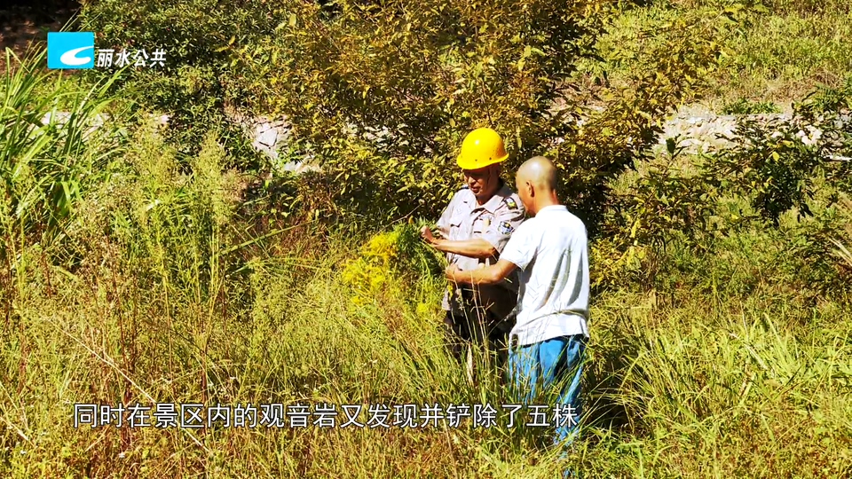 防除加拿大一枝花  守护生态安全