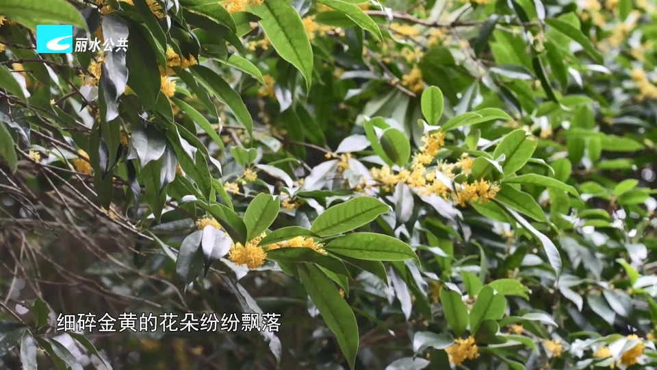 老桂树开出“金疙瘩”一朵桂花串起增收链